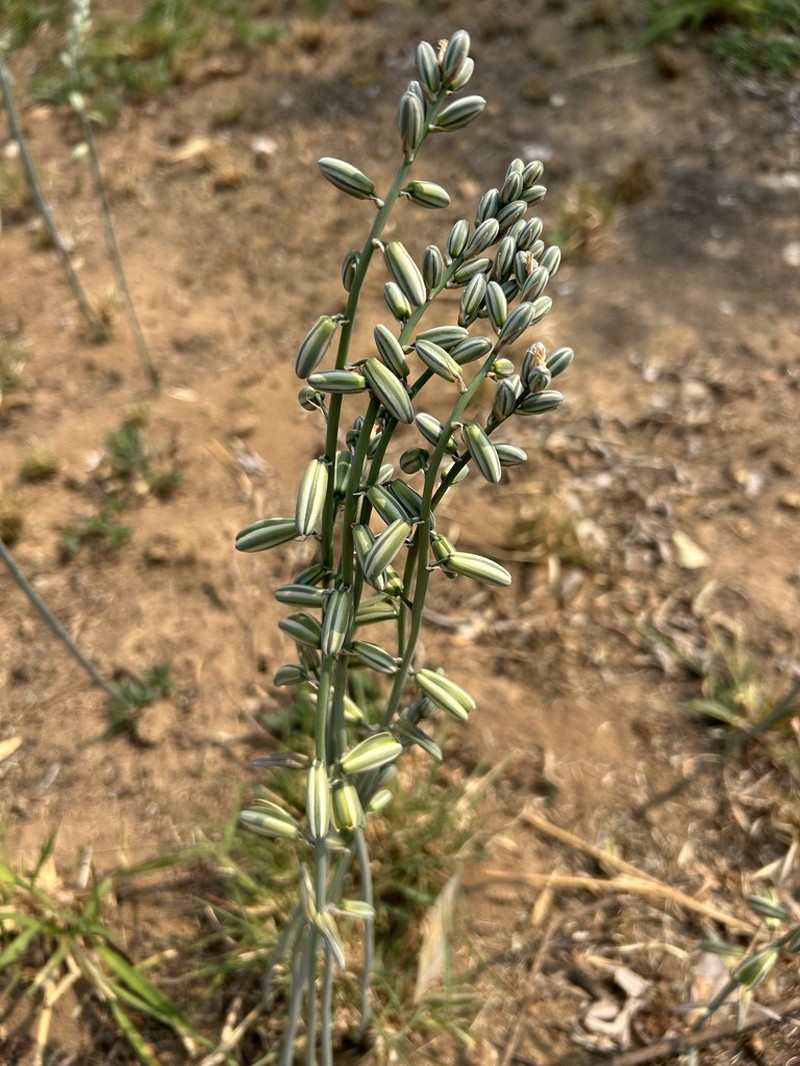 Albuca glauca photo 6