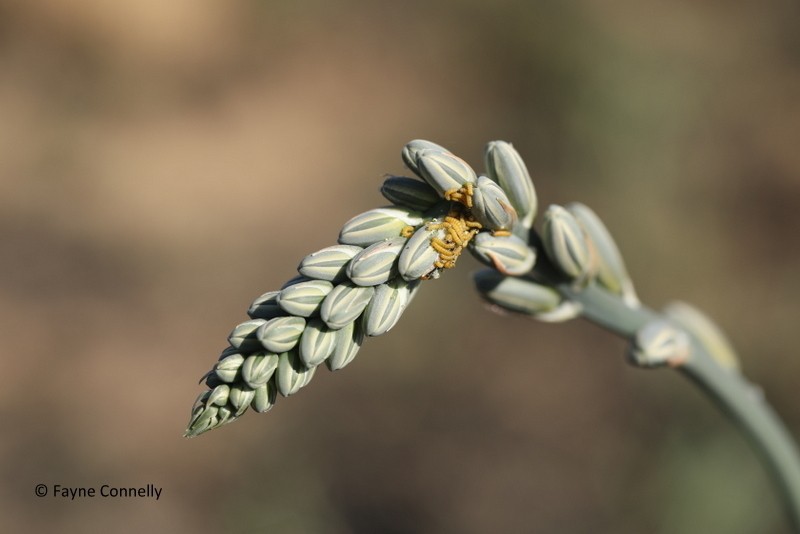 Albuca glauca photo 7