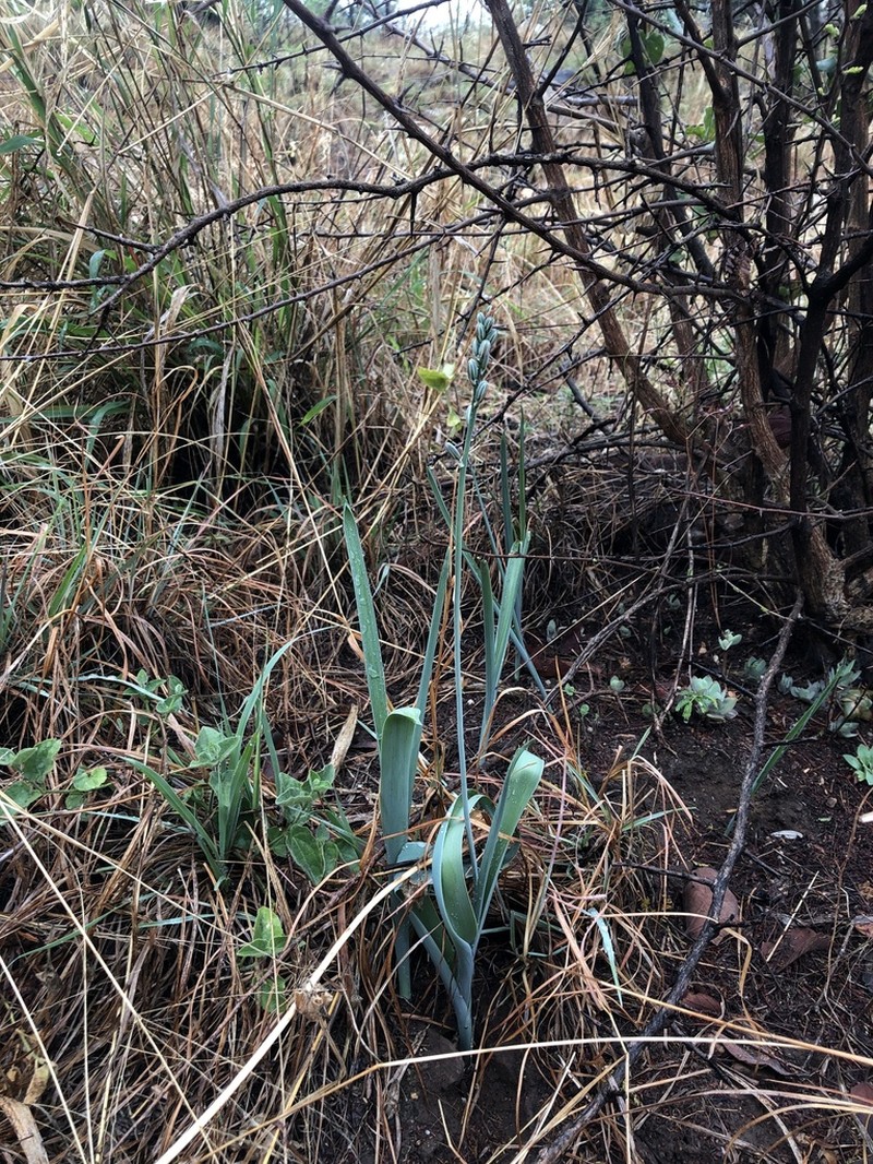 Albuca glauca photo 8