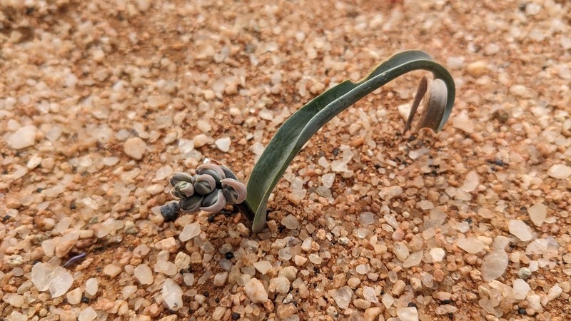 Albuca glaucifolia