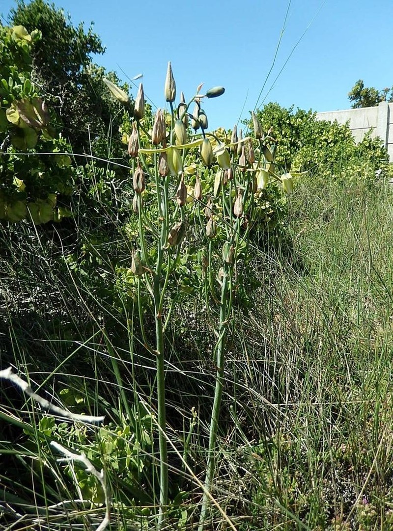 Albuca goswinii photo 2