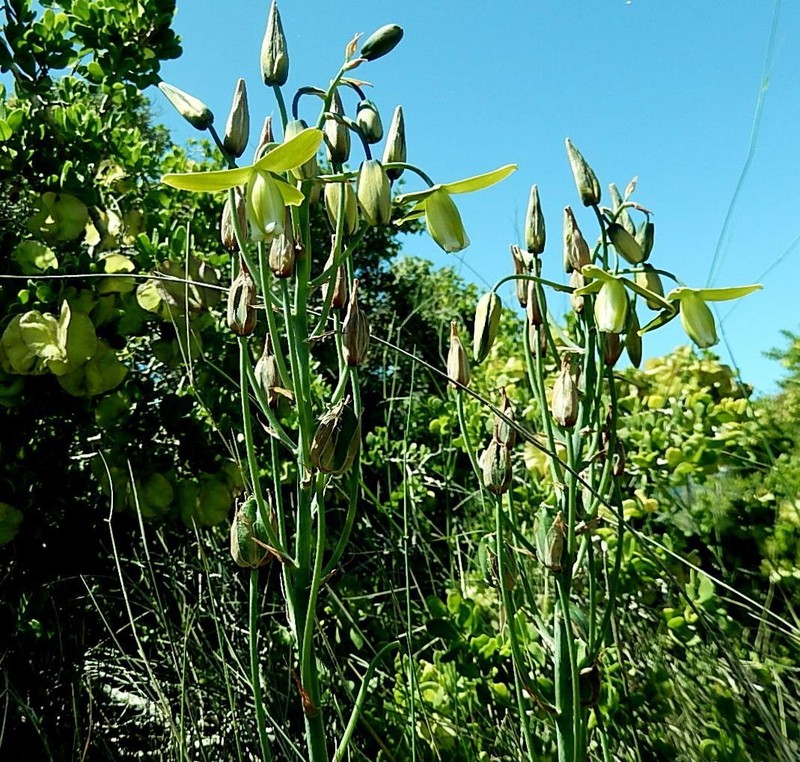 Albuca goswinii photo 3