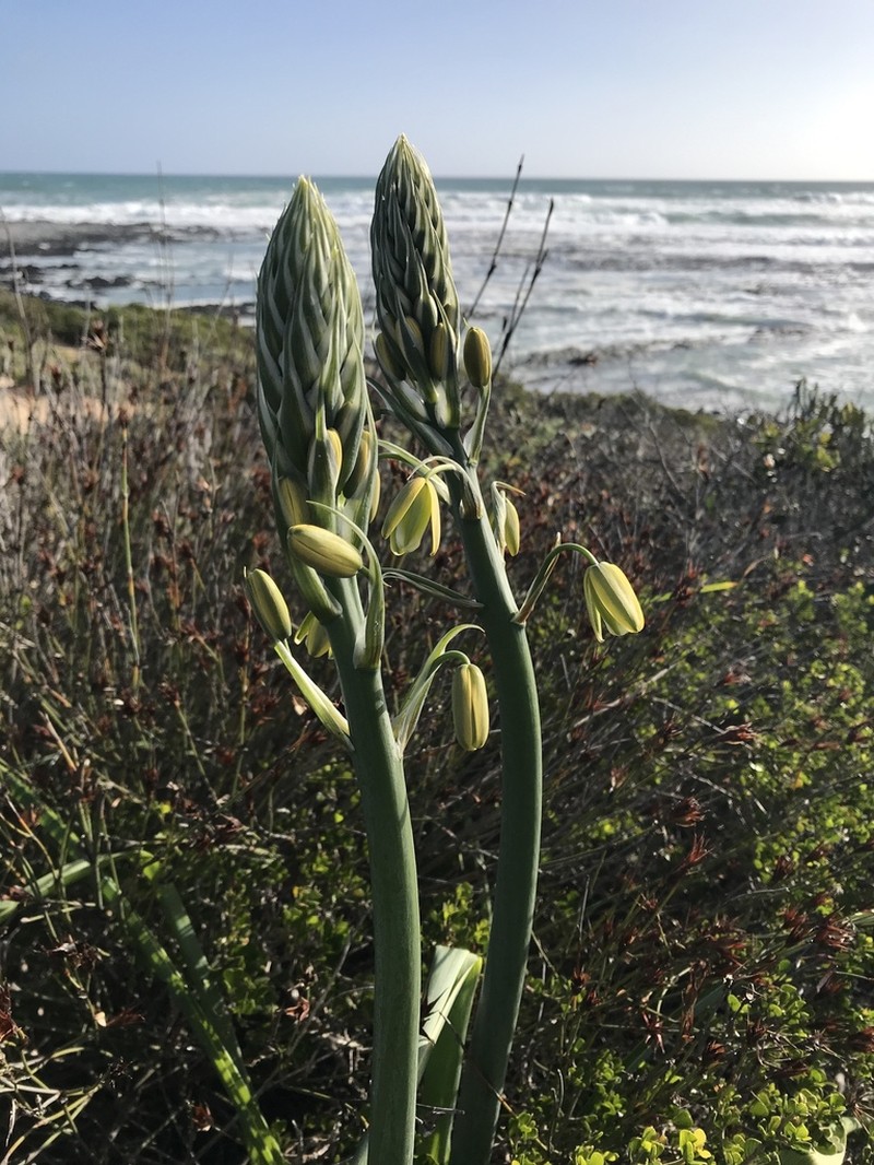 Albuca grandis photo 2