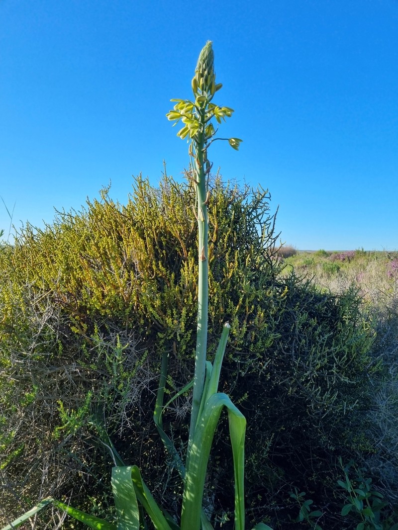 Albuca grandis photo 3