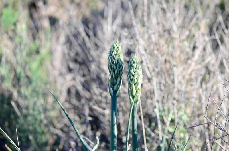 Albuca grandis photo 5
