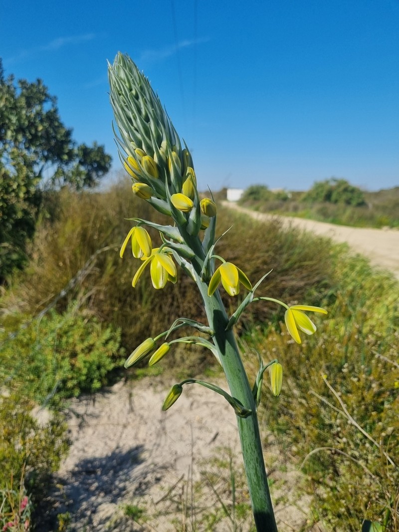 Albuca grandis photo 6