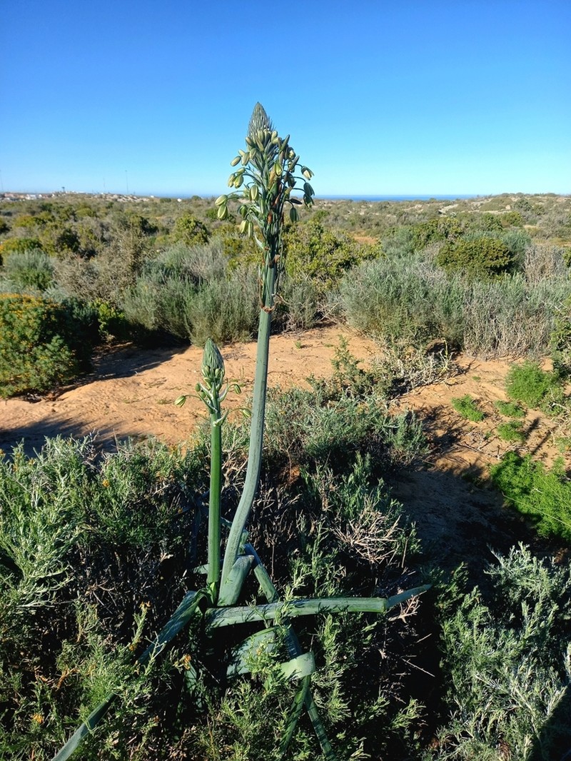 Albuca grandis photo 7