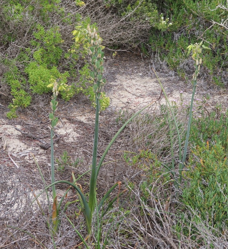 Albuca grandis photo 8