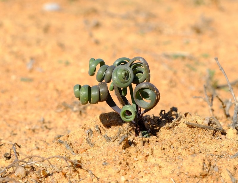 Albuca hallii