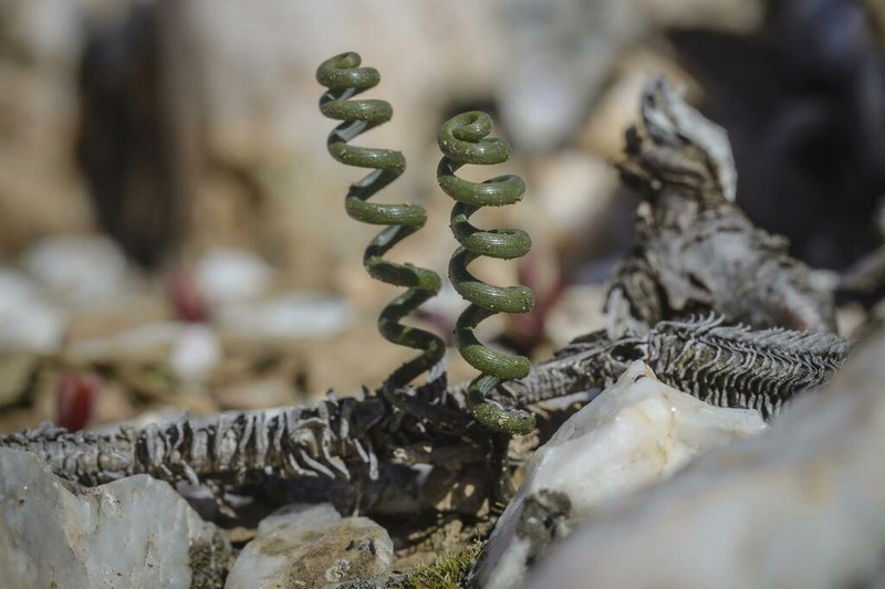 Albuca hallii photo 2