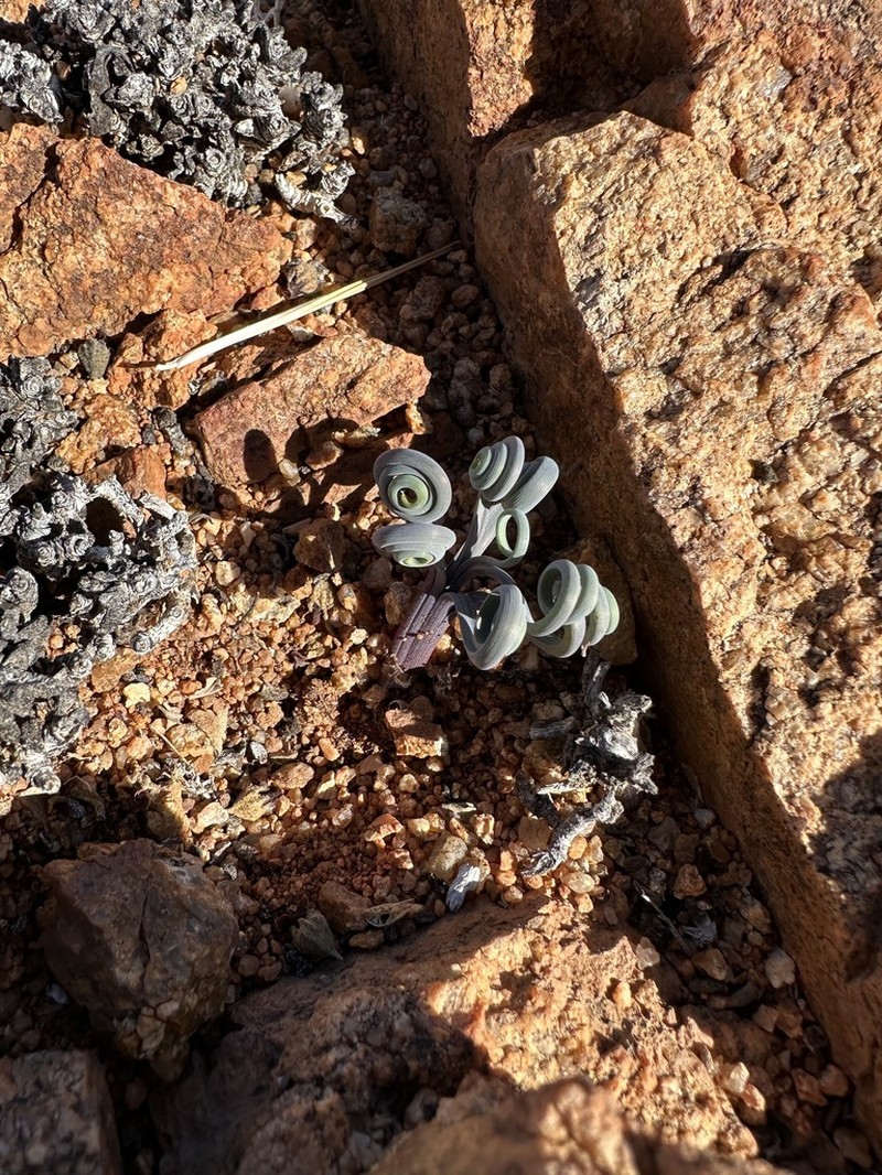 Albuca hallii photo 3