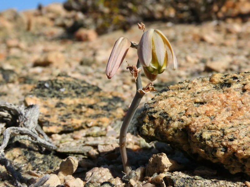 Albuca hallii photo 4