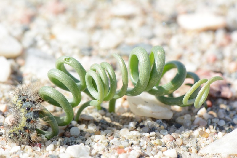 Albuca hallii photo 6