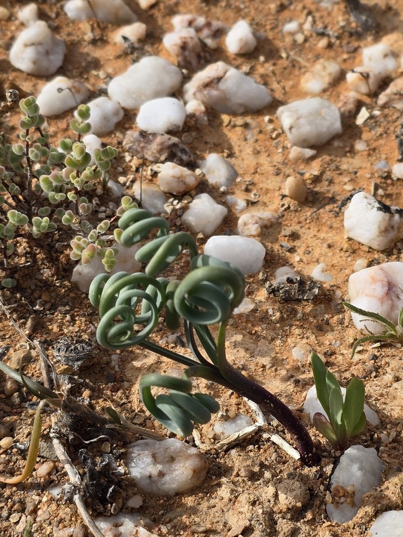 Albuca hallii photo 7