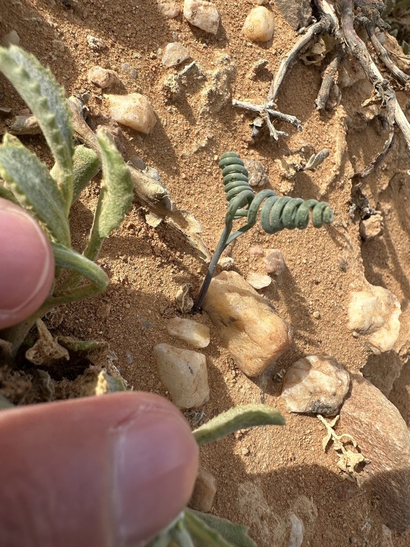 Albuca hallii photo 8