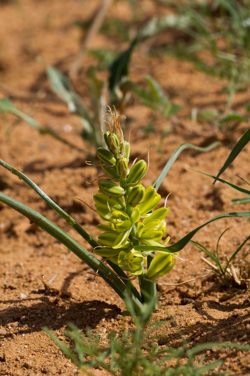 Albuca hereroensis