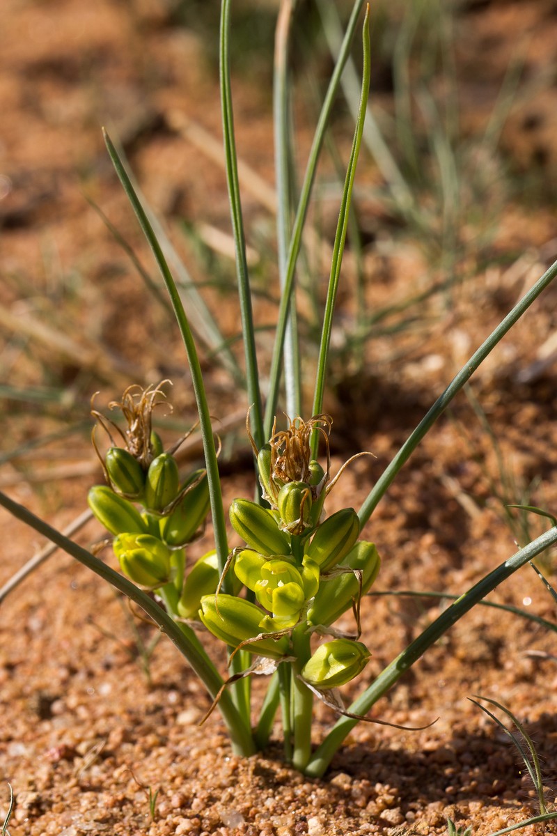 Albuca hereroensis photo 2