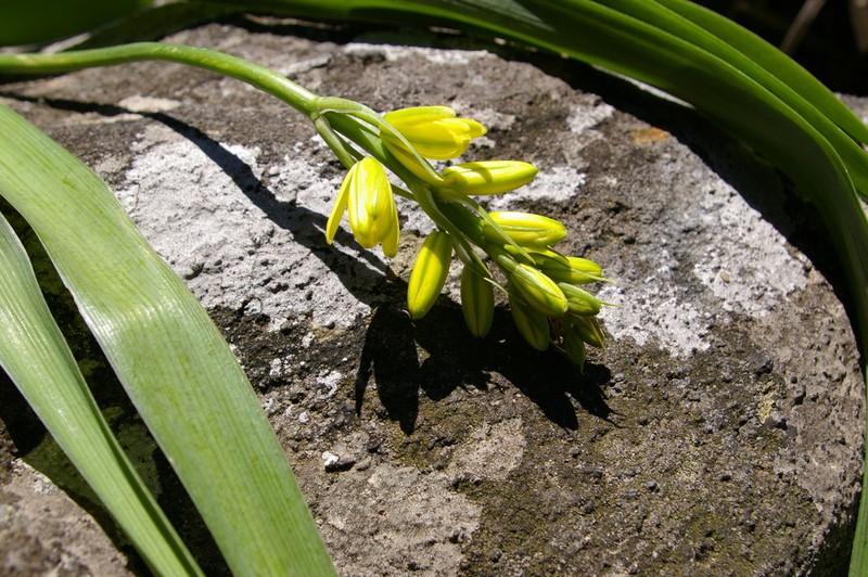 Albuca heydenrychii