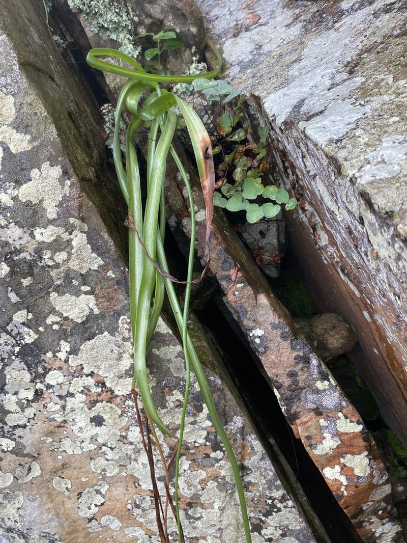 Albuca heydenrychii photo 2