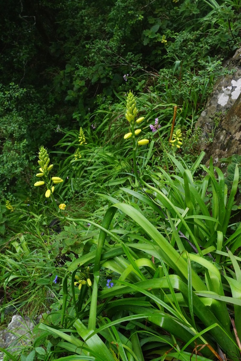Albuca heydenrychii photo 3
