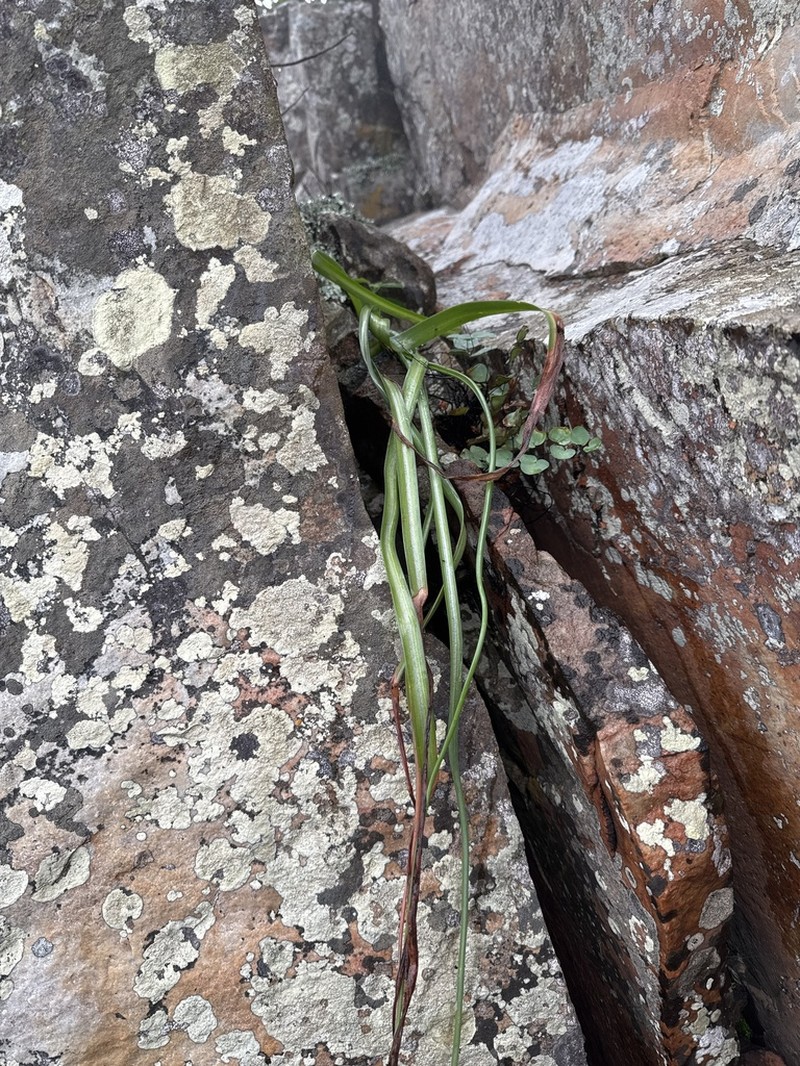 Albuca heydenrychii photo 4