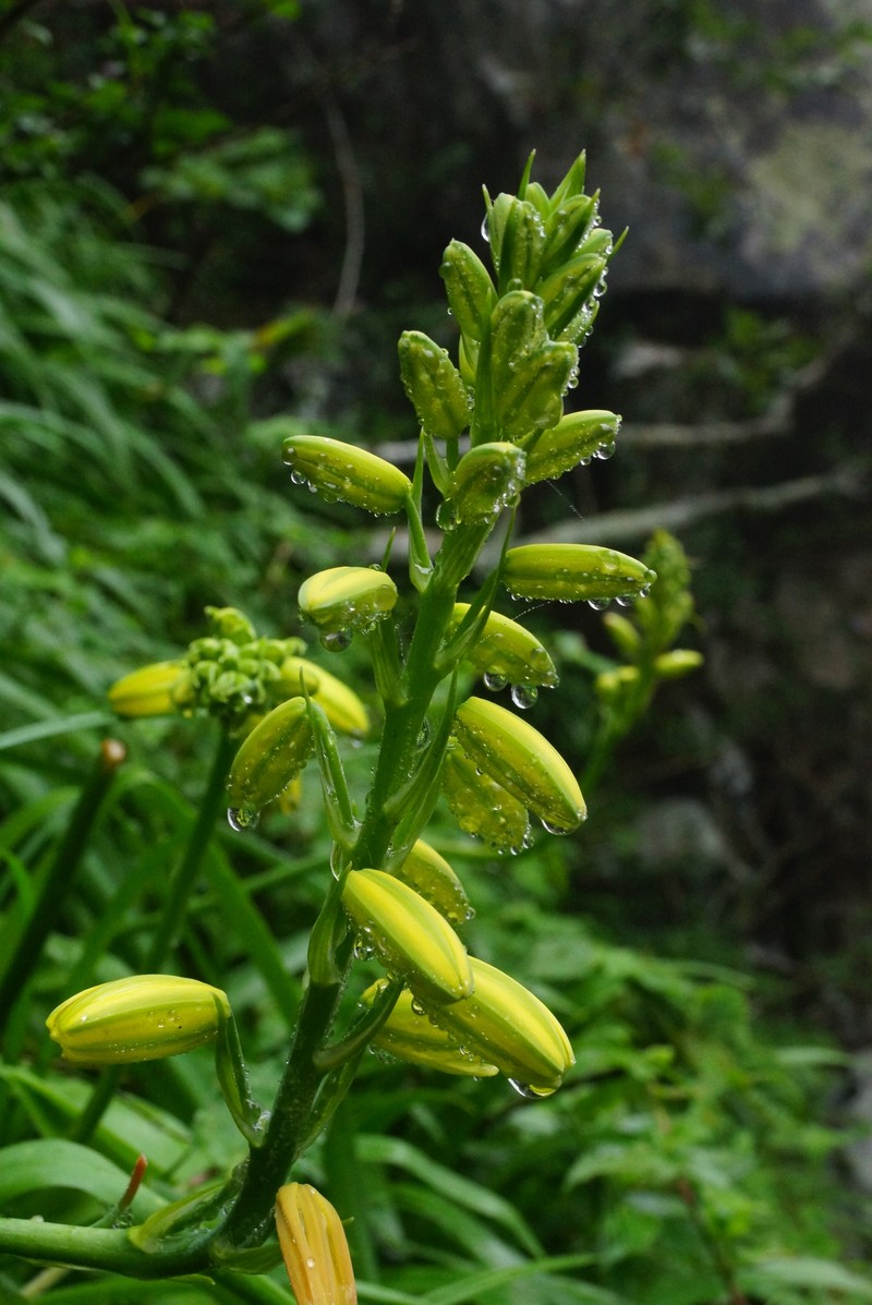 Albuca heydenrychii photo 6