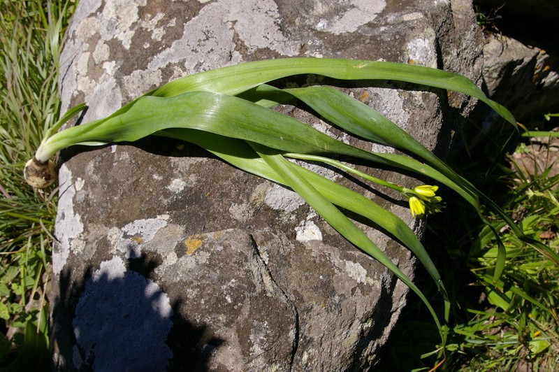 Albuca heydenrychii photo 7