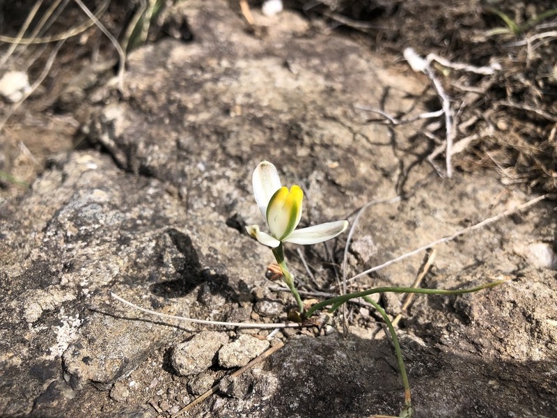 Albuca humilis photo 2