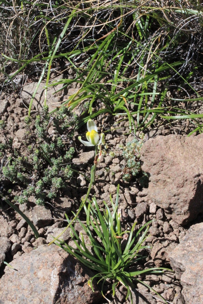 Albuca humilis photo 3