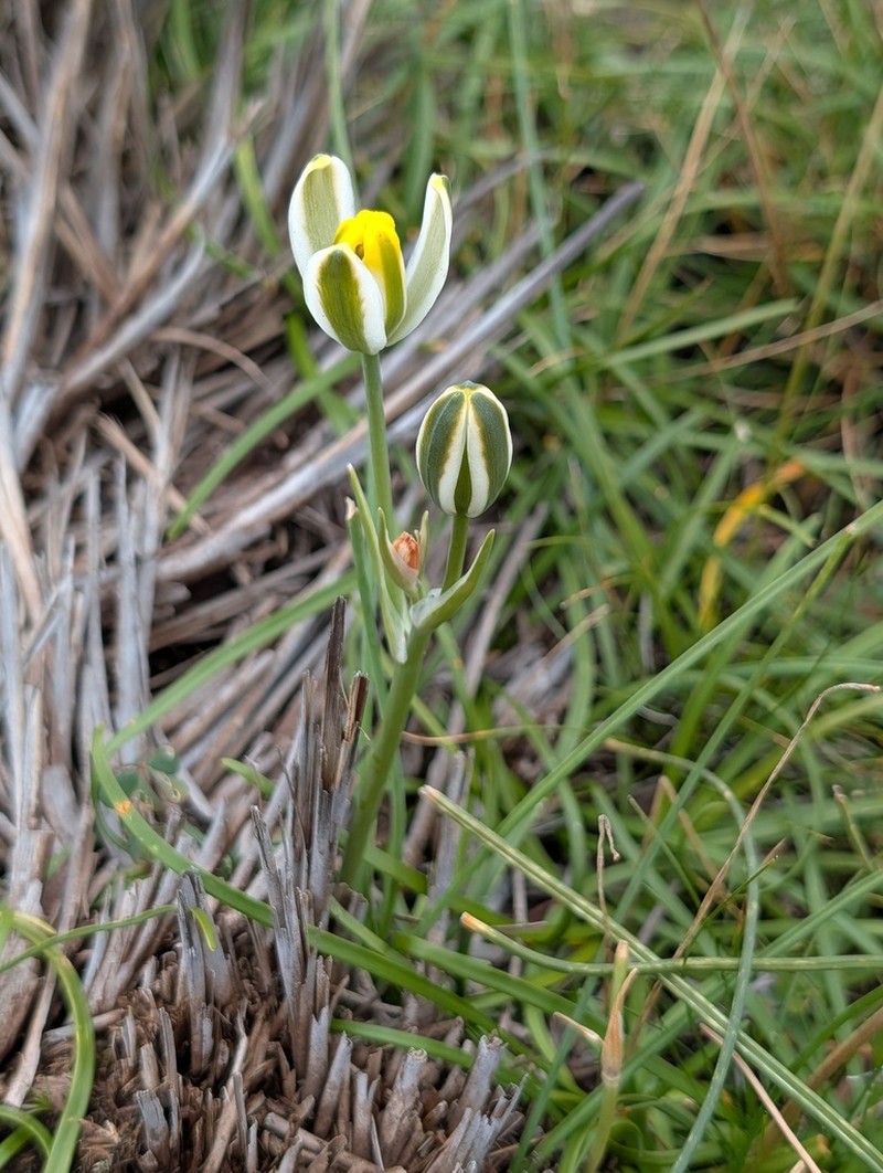 Albuca humilis photo 4