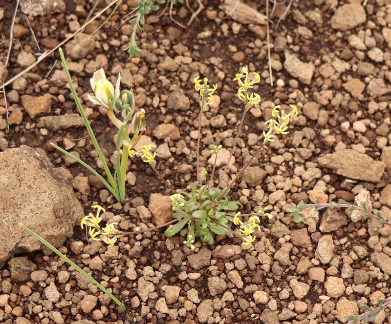 Albuca humilis photo 5