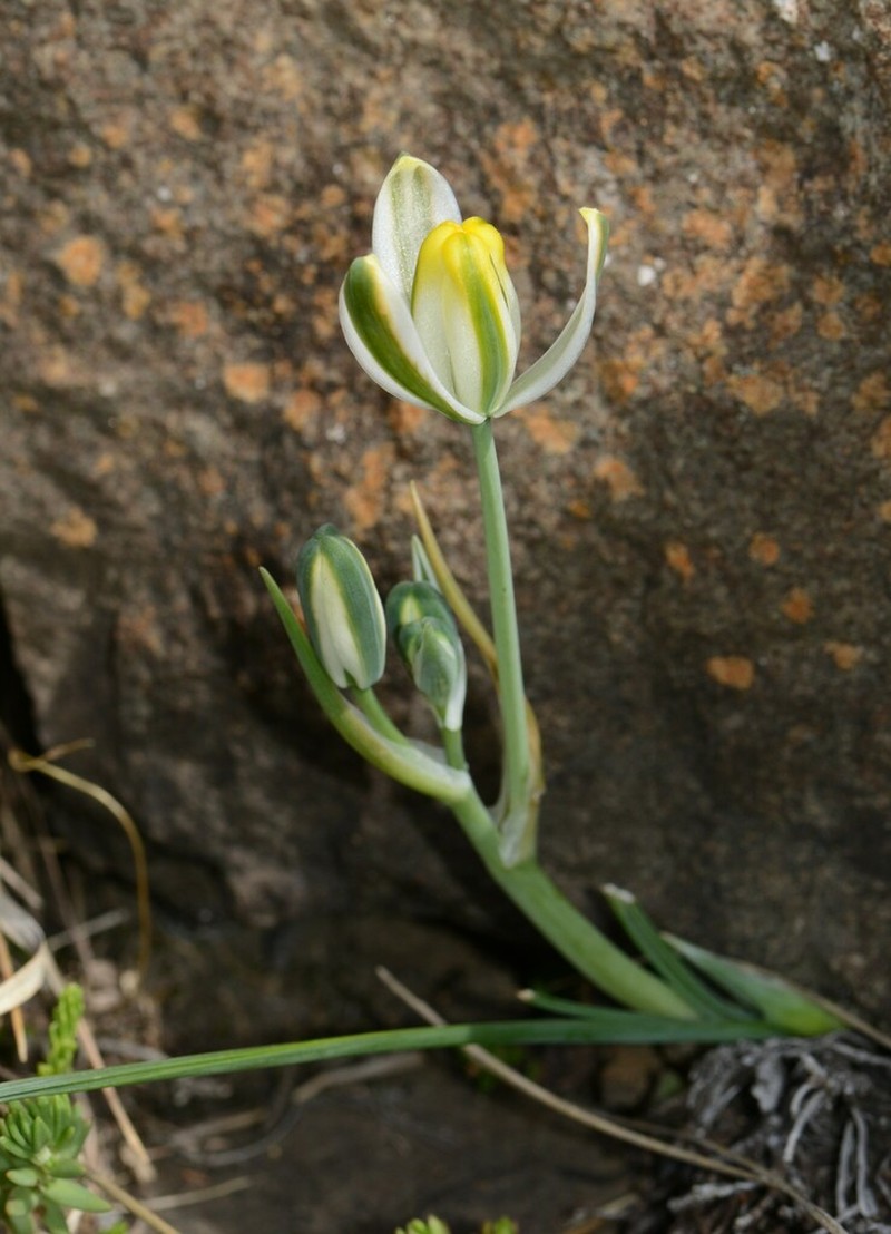 Albuca humilis photo 6