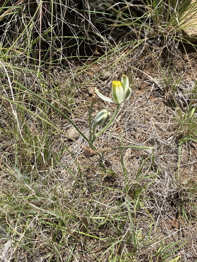 Albuca humilis photo 7
