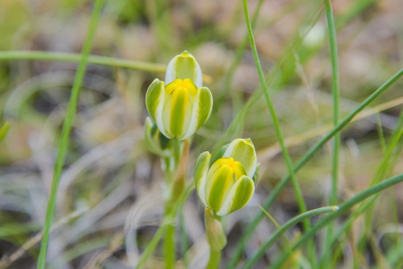 Albuca humilis photo 8