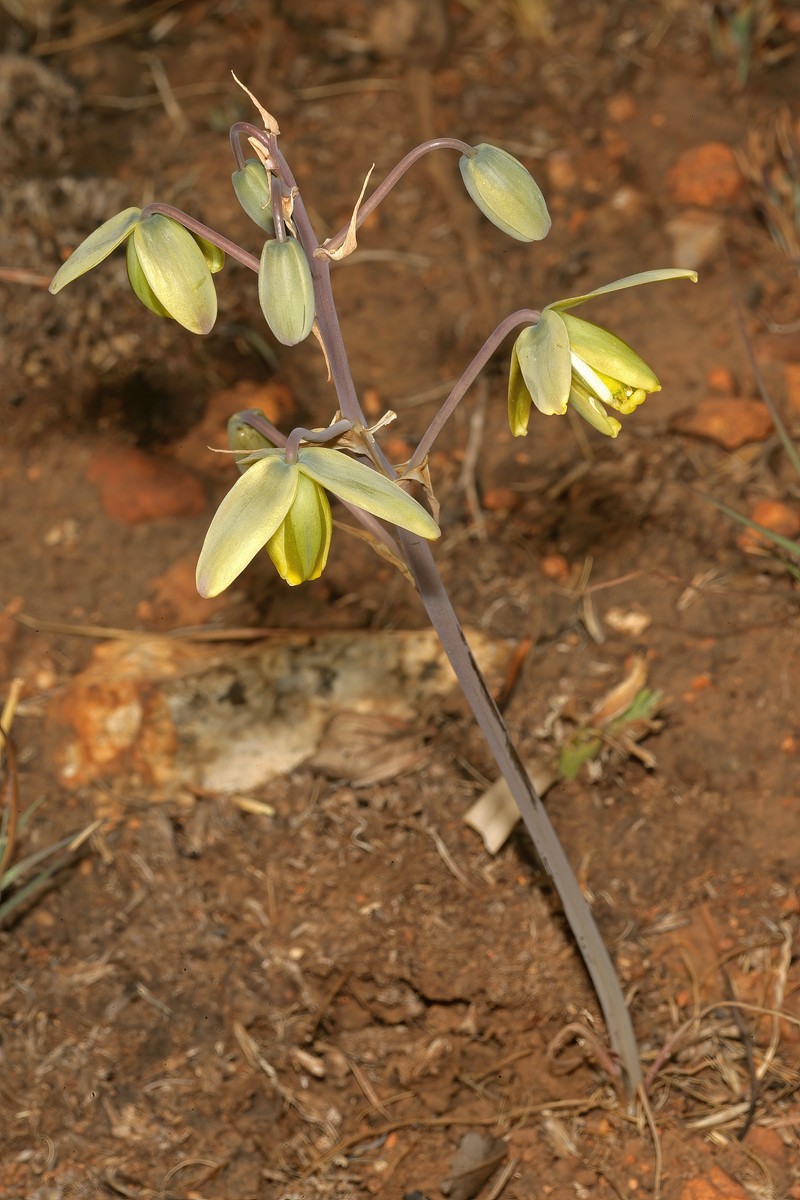Albuca juncifolia