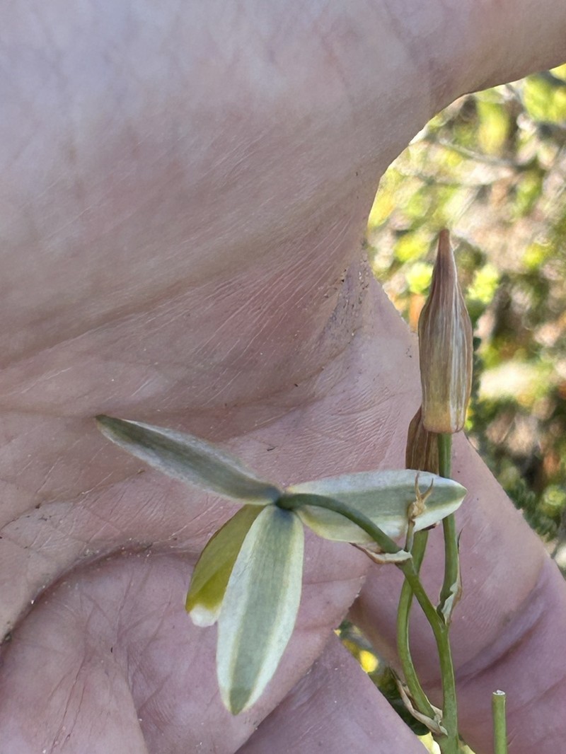 Albuca juncifolia photo 2