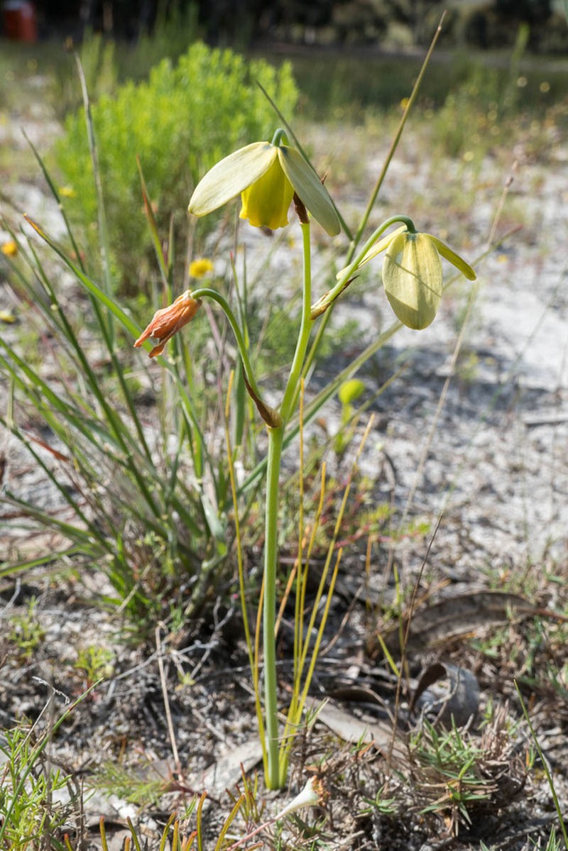 Albuca juncifolia photo 3