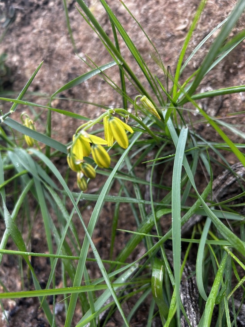 Albuca juncifolia photo 4