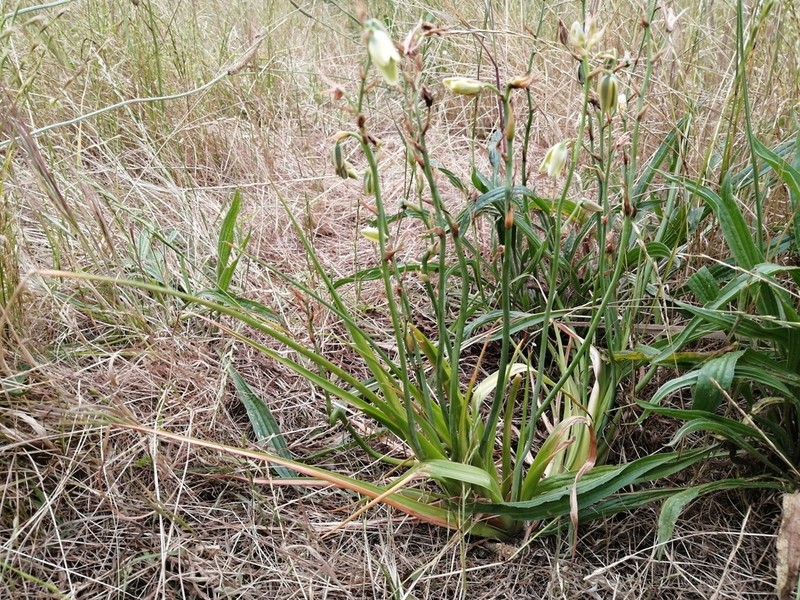 Albuca juncifolia photo 5