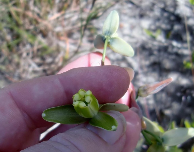 Albuca juncifolia photo 6