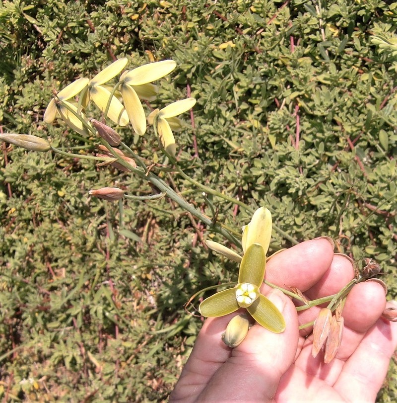 Albuca juncifolia photo 7