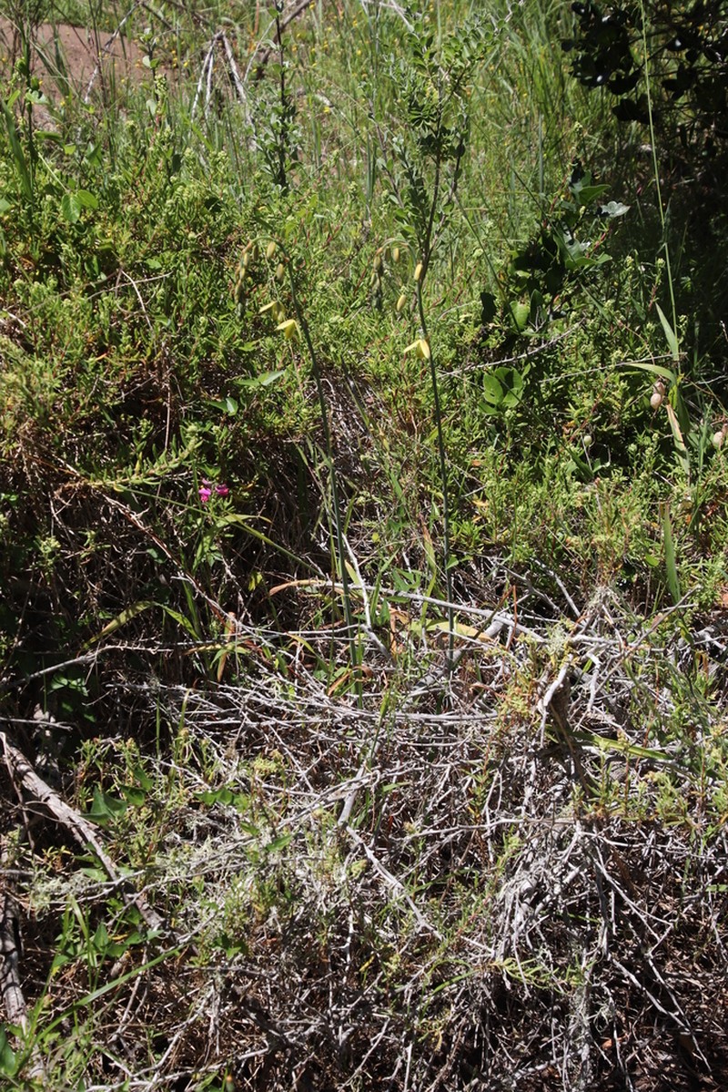 Albuca juncifolia photo 8