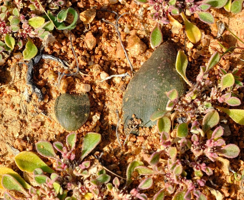 Albuca karachabpoortensis