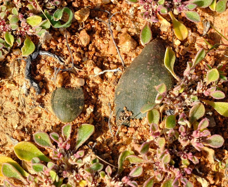 Albuca karachabpoortensis photo 4