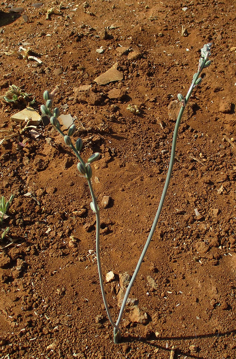 Albuca kirkii