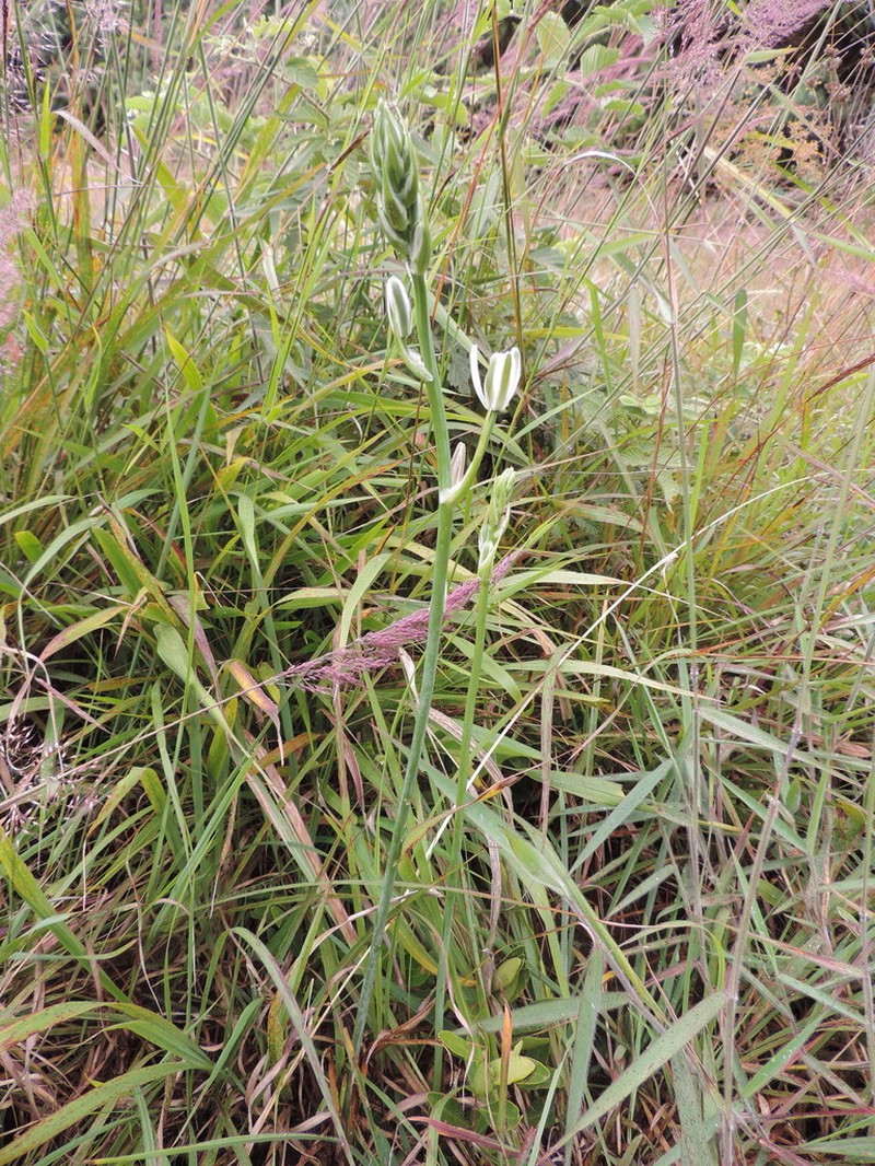 Albuca kirkii photo 2