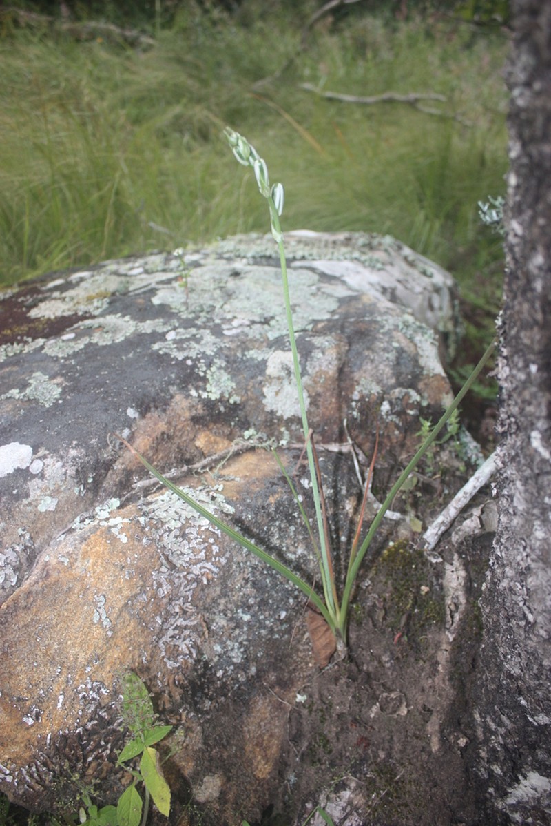 Albuca kirkii photo 3