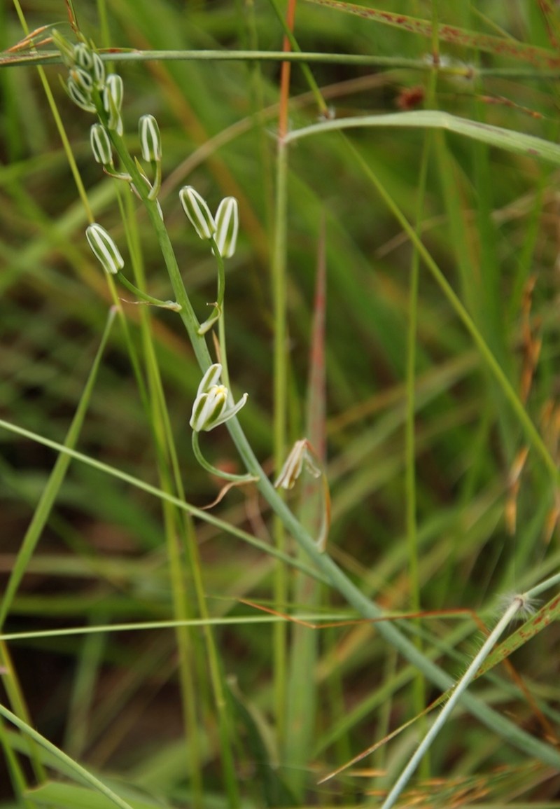 Albuca kirkii photo 4