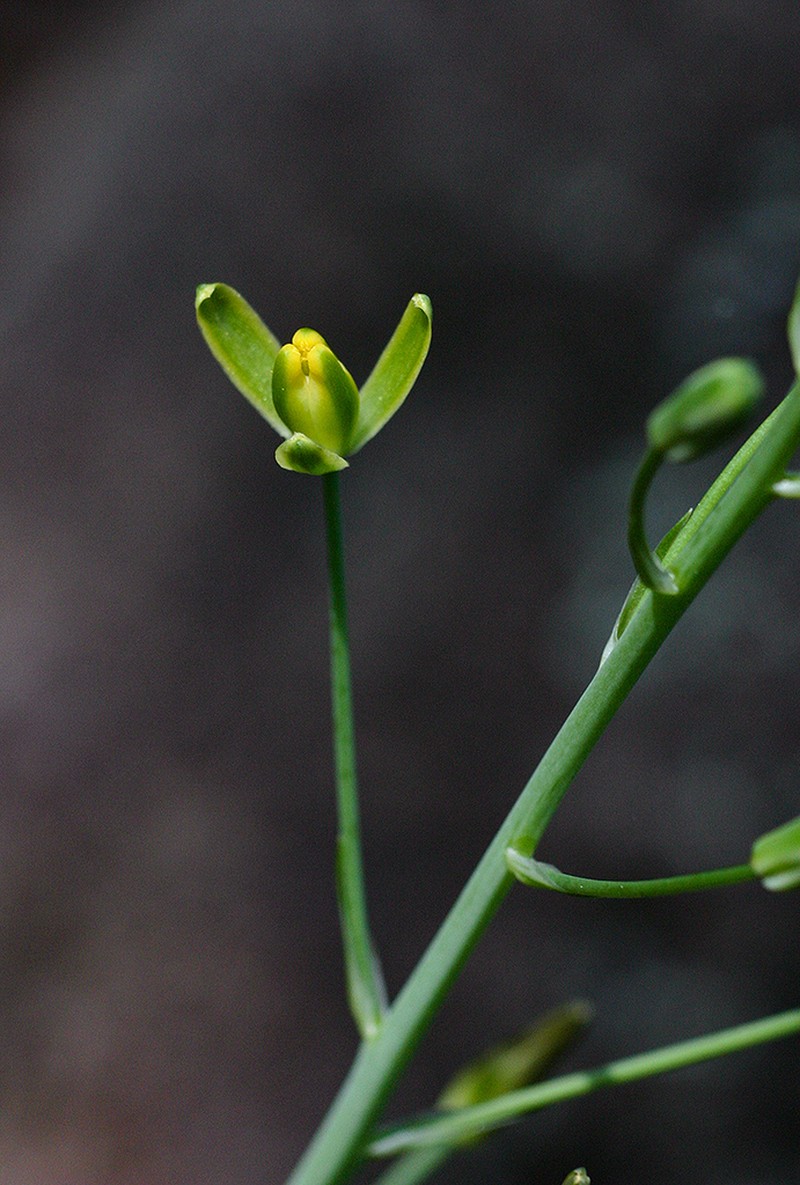 Albuca kirkii photo 5