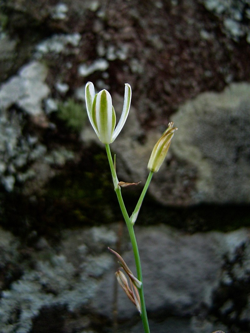 Albuca kirkii photo 6
